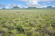 Rugged lava fields covered in semi arid zone vegetation, Floreana Highlands, Floreana Island, Galapagos Islands, Ecuador. May 2012.