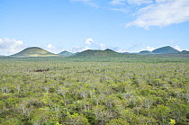 Rugged lava fields covered in semi arid zone vegetation, Floreana Highlands, Floreana Island, Galapagos Islands, Ecuador. May 2012.