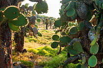 Opuntia cacti, in arid zone after rainy season. Plazas Island, Galapagos Islands, Ecuador, May 2012.