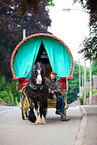 Shire horse pulling a bow top wagon, Appleby, Yorkshire, UK