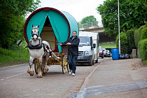 Shire horse pulling a bow top wagon, Appleby, Yorkshire, UK