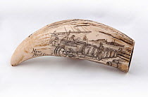 Whale tooth scrimshaw with pictorial etching of men inspecting barrels before voyage (probably a replica).