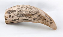 Whale tooth scrimshaw etched with whaling ship hunting and inscribed with 'The Ship Starbuck' (probably a replica).