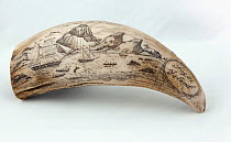 Whale tooth scrimshaw etched with whaling ships hunting and a volcano erupting on Fogos island, Cape Verde (probably a replica)