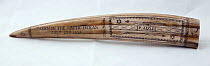 Walrus tusk scrimshaw inscribed with 'Taken in the Arctic Ocean July 22nd 1834' and etched with harpoons.