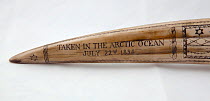 Tip of Walrus tusk scrimshaw inscribed with 'Taken in the Arctic Ocean July 22nd 1834'