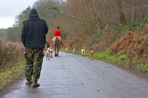 Hunt Saboteur following South Herefordshire Huntsman with hounds, Herefordshire, UK
