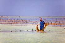 Woman at low tide harvesting seaweed (eucheuma spinosum) Matemwe, Zanzibar, Tanzania