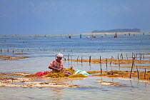 Woman at low tide sorting harvested seaweed (eucheuma spinosum) Matemwe, Zanzibar, Tanzania