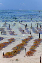 Seaweed cultivation, Matemwe, Zanzibar