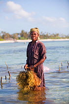 Zanzibari woman at low tide with harvested seaweed (eucheuma spinosum)  Matemwe, Zanzibar, Tanzania