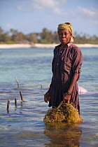 Zanzibari woman at low tide with harvested seaweed (eucheuma spinosum) Matemwe, Zanzibar, Tanzania