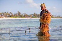 Zanzibari woman at low tide with harvested seaweed (eucheuma spinosum) Matemwe, Zanzibar, Tanzania