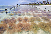 Seaweed cultivation (eucheuma spinosum) Matemwe, Zanzibar