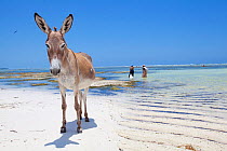 Donkey on a beach with two seaweed farmers walking by, Matemwe, Zanzibar.