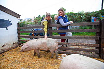 Family stroke Pigs (Sus scrofa) at St Werburghs City Farm, Bristol, UK (model released)