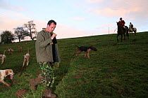 Hunt saboteur confusing fox hounds of the South herefordshire hunt by blowing a horn, Heredforshire, UK