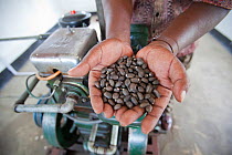 Hands holding Jatropha beans, next to milling machine run on Jatropha biofuel, Tanzania.