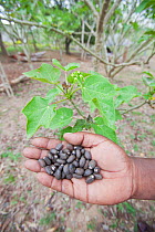 Hand holding Jatropha beans (used for making biofuel) next to Jatropha plant, Tanzania.