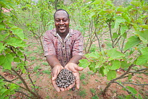 Farmer holding Jatropha beans (used for making biofuel) in a field of Jatropha plants, Tanzania.