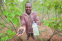 Farmer standing in Jatropha plantation, holding Jatropha beans and bottle with Jatropha oil (used as a biofuel), Tanzania.