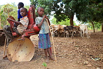 Tanzanian boys sat on agricultural machinery tending to herd of cows