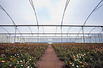 Roses growing in polytunnel on commercial flower farm, Arusha, Tanzania.