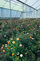 Roses growing in polytunnel on commercial flower farm, Arusha, Tanzania.