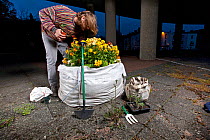 Guerrilla Gardener planting a flowerbed in a one ton sandbag at night (model released)