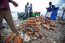 Fishermen sorting dried Nile Perch (Lates niloticus) for export, Remba Island, Lake Victoria, Kenya.