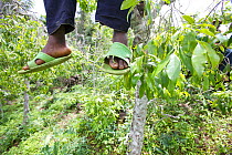 Dangling feet of man harvesting Khat tree (Catha edulis) Meru, Kenya