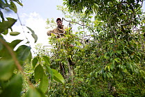 Man climbing and harvesting Khat tree (catha edulis) Meru, Kenya