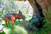 Wildlife poaching mounted patrol inspect a tree hollow used by poachers to conceal a fire, Mount Kenya National Park, Kenya
