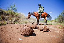Wildlife poaching patrol on horseback noting dung whilst tracking elephant (Loxodonta africana) in Mount Kenya National Park, Kenya
