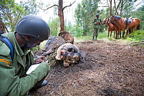 Wildlife poaching patrol on horseback record information about an elephant (Loxodonta africana) carcass poached for ivory and meat, Mount Kenya NP, Kenya