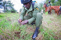 Wildlife poaching patrol unit on horseback remove a snare placed on the bottom of park boundary wire fence, Mount Kenya NP, Kenya