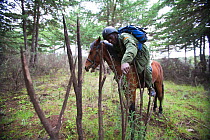 Wildlife poaching patrol unit on horseback inspect wooden stakes used by poachers to impale game along trails, Mount Kenya NP, Kenya