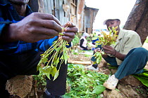 Men sorting freshly harvested Khat leaves (Catha edulis) Maua, Meru Region, Kenya