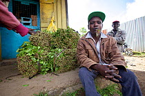 Khat (Catha edulis) trader chewing on leaves whilst sat down next to bundles, Maua, Meru region, Kenya.