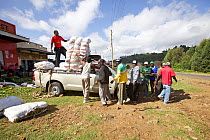 Men loading bales of Khat (Catha edulis) onto a pickup truck for transport to Nairobi and onwards.  Maua, Meru Region, Kenya.