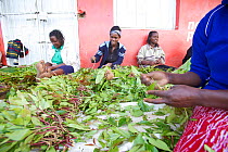Women sorting freshly harvested Khat (Catha edulis) Maua, Meru region, Kenya