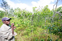 Kenyan man chewing Khat (Catha edulis) picked from one of his trees, Meru, Kenya