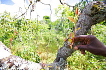 Hand plucking Khat (Catha edulis) from tree, Meru region, Kenya.