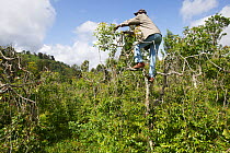 Man climbing and harvesting Khat tree (Catha edulis) Maua, Meru Region, Kenya.