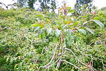 Khat tree (Cathula edulis) Meru region, Kenya