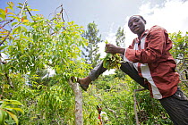 Boy harvesting Khat (Catha edulis) leaves from tree, Maua, Meru region, Kenya