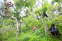 Men harvesting Khat (Catha edulis) from trees in orchard, Maua, Meru region, Kenya