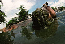 Low angle shot of a herd of Hippopotamuses (Hippopotamus amphibius) feeding in the Rutshuru River, before the slaughter of the hippos in the region during the overthrow of President Mobutu Sese Seko i...