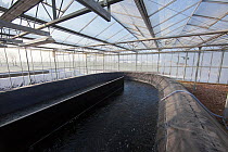 Spirulina (Arthrospira) cultivation in heated greenhouses, using waste hot water from a biogas production process, Spain, January, 2013.