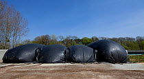 Tarpaulin bags containing methane inflating on a concrete slab, part of a biogas production process, Spain, January 2013.
